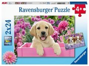 Ravensburger