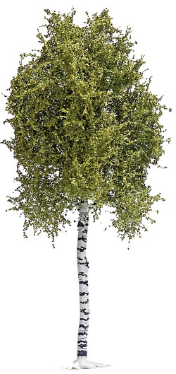 Busch Birke (3781)