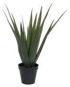 Europalms