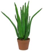 Europalms