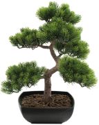 Europalms Bonsai-Pinie 50 cm