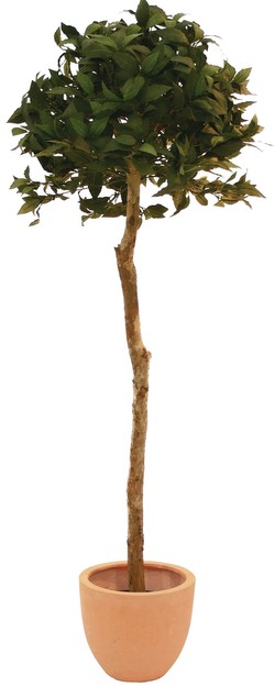 Europalms