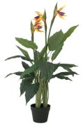 Europalms Strelizie 90 cm