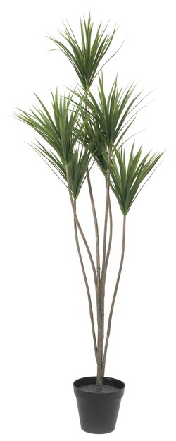Europalms