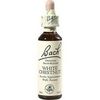 Nelsons BACHBLUETEN WHITE CHESTNUT TROPFEN 20 ML Nelsons BACHBLUETEN WHITE CHESTNUT TROPFEN 20 ML