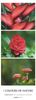 Neumann Verlage Colours of Nature - Triplets Streifenkalender XXL 2025 Neumann Verlage Colours of Nature - Triplets Streifenkalender XXL 2025