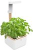 Veritable Botaneo Eylo (VBOT-EAWBA-B-66) Veritable Botaneo Eylo (VBOT-EAWBA-B-66)