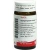 Wala SYMPHYTUM COMP GLOBULI, 20 g Wala SYMPHYTUM COMP GLOBULI, 20 g
