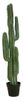 Europalms Mexikanischer Kaktus 123 cm Europalms Mexikanischer Kaktus 123 cm