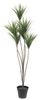Europalms Yucca Palme 130 cm Europalms Yucca Palme 130 cm
