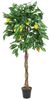Europalms Zitronenbaum 180 cm Europalms Zitronenbaum 180 cm