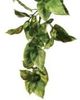 Hagen Exo Terra Amapallo groß Hagen Exo Terra Amapallo groß