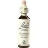 Nelsons BACHBLUETEN CLEMATIS TROPFEN 20 ML Nelsons BACHBLUETEN CLEMATIS TROPFEN 20 ML