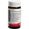 Wala LENS VISCUM COMP. GLOBULI VELATI, 20 g Wala LENS VISCUM COMP. GLOBULI VELATI, 20 g
