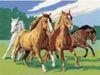 Ravensburger Wildpferde Ravensburger Wildpferde