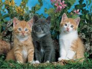 Ravensburger