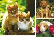 Ravensburger