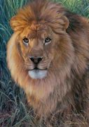 Ravensburger