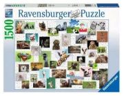 Ravensburger