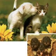Ravensburger