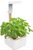 Veritable Botaneo Eylo (VBOT-EAWBA-B-66) Veritable Botaneo Eylo (VBOT-EAWBA-B-66)
