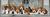 Clementoni Beagles Clementoni Beagles