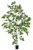 Europalms Birkenbaum 180 cm Europalms Birkenbaum 180 cm