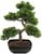 Europalms Bonsai-Pinie 50 cm Europalms Bonsai-Pinie 50 cm