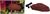 Zoo Med Repticare Rock Heater 15 W Zoo Med Repticare Rock Heater 15 W