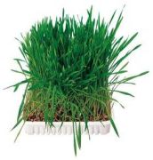 Trixie Kleintiergras Schale 100 g